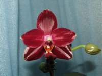 Phal.jpg