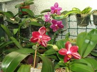 Phal.jpg