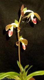 Paph gigantifolium(inbloom).jpg