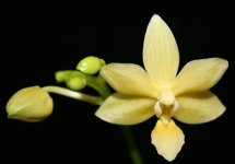 Phal. Stone Dance var. yellow .jpg