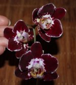 Phal. Everspring Prince Butterfly  3.jpg