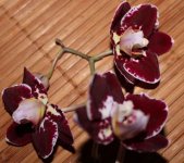 Phal. Everspring Prince Butterfly  4.jpg