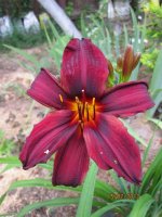 Hemerocallis Watermalon Man.jpg