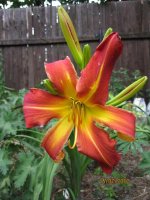 Hemerocallis Whirling Fury.jpg