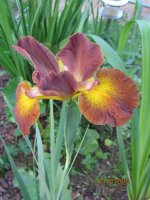 Iris spuria Honey Mocha Lotta.jpg