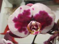 Phalaenopsis  неизвестный &#10.jpg