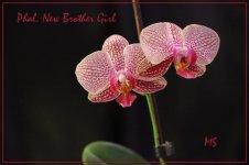 Phal. New Brother Girl.jpg