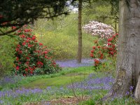 bowood_rhododendron_wood_600x.jpg