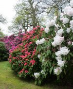 bowood_rhododendrons_wiltshire_384x.jpg