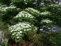 Cornus_Kousa_Chinensis_branches.jpg