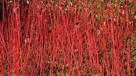 Cornus-sibirica--Alba-_LW.jpg