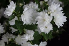 1_philadelphus_frosty_morn__17_99_from_wal_s_plant_50d2a1ee1f.JPG