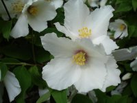 Philadelphus Belle Etoile 3.jpg