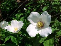 Philadelphus Belle Etoile 4.jpg