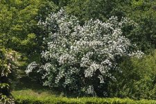 Philadelphus Belle Etoile.jpg