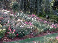 056 - International Rose Garden in Portland Oregon.jpg