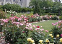 Bishop's Garden' s Roses.jpg
