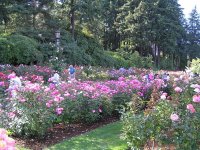 international-rose_garden_in_portland_oregon_picture_2.jpg