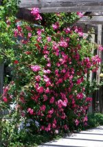 Rose-Arborsm.jpg
