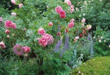 rose-garden (3).jpg