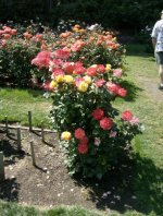 rose-garden-041.jpg