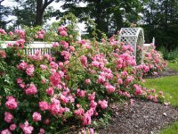 rose-garden-pictures-1.jpg