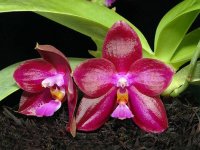 Phalaenopsis_Lea_Marie_Salazar.jpg