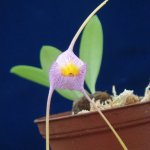 Masdevallia_Anai.jpg