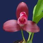 Lycaste_0020_Gladys_0020_Eljuri.jpg