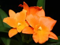 Blc. Fuch's Orange Nugget 'Lea'.jpg