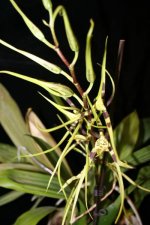 Brassia longissima1.jpg