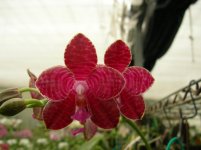 Phal Auspice Green Lake.jpg