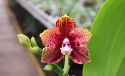 Phalaenopsis Hawaii Dragon Girl x Lioulin Goldfinch (1).jpg