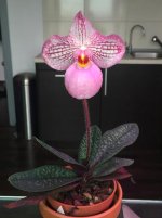 Paphiopedilum%20Magic%20Lantern%20(micranthum%20x%20delenatii)[1].jpg