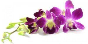 Орхидея.jpg
