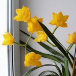 2017-03-05 Cymbidium Shiny Yellow.jpg