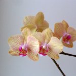 2017-01-08 SDC15717 Phalaenopsis Baldan's Kaleidoscope Golden Treasure.jpg