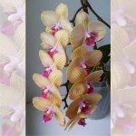 2017-05-12 SDC15775 Phalaenopsis Baldan's Kaleidoscope Golden Treasure.jpg