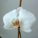 2017-01-08 Phalaenopsis Sogo Yukidian.jpg