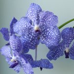 2017-03-16 Vanda Kanchana Angelite.jpg