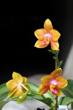 Phalaenopsis Lioulin Moon x bellina blue.jpg