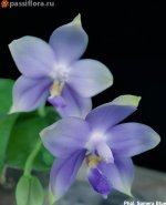 Phal.-Samera-Blue3.jpg