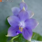 Phal.-Samera-Blue1.jpg