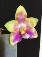 Yungho Gelb Canary x Princess Kaiuliana.jpg