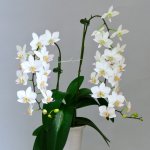 Phal. Hatsuyuki 'Nagoriyuki'.jpg