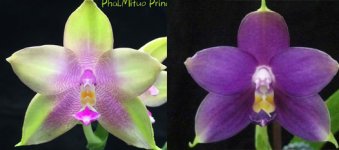 Phal.Mituo Prince X Phal.violacea indigo typeСнежана.jpg