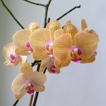 2016-08-06 SDC15089 Phalaenopsis Baldan's Kaleidoscope Golden Treasure (800х800).jpg