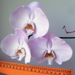 2016-08-01 SDC15084 Phalaenopsis Grandiflora Sogo Pinkama (800х800).jpg