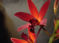 image-waterorchids-402.jpg