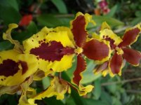image-waterorchids-1685.jpg